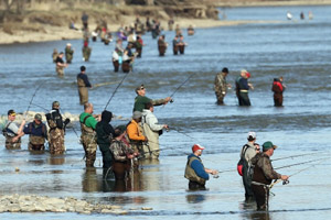 Spring Walleye Run Photo
